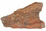 Fossil Metoposaurid Skull Section - Chinle Formation, Arizona #153725-1